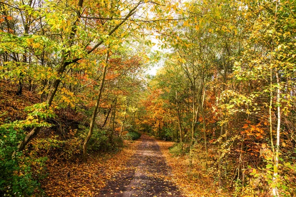 Renkli sonbahar yaprakları fotoğraf arkaplanı. Yüksek kalite fotoğraf