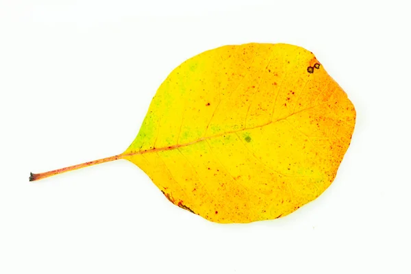 Barevné Podzimní Listy Izolované Bílém Pozadí Kvalitní Fotografie — Stock fotografie