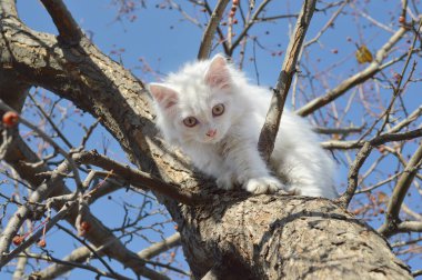 Küçük beyaz bir kedi yavrusu büyük bir daldan inmek istiyor.