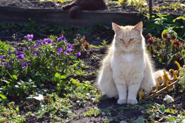 Kırmızı tüylü bir kedi mor Iris çiçeklerinin yanında çimenlerde oturur ve sıcak bir yaz gününde güneşlenir.