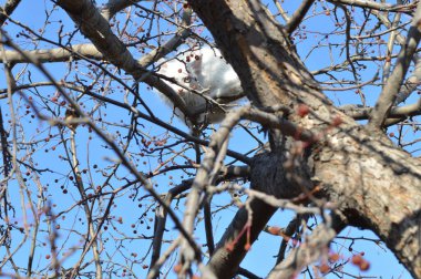 Küçük beyaz bir kedi yavrusu büyük bir kürek ağacının tepesinde oturur ve aşağı bakar.