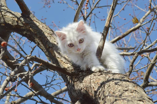 Küçük Beyaz Bir Kedi Yavrusu Büyük Bir Daldan Inmek Istiyor — Stok fotoğraf