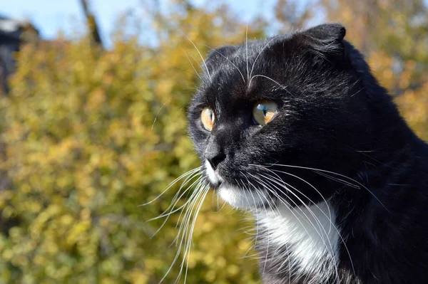 Gato Escocés Adulto Mira Con Ojos Naranjas Lado Calle Entre —  Fotos de Stock