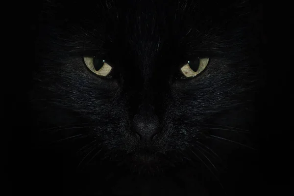 Gato Negro Cuela Una Habitación Oscura Con Grandes Ojos Verdes —  Fotos de Stock