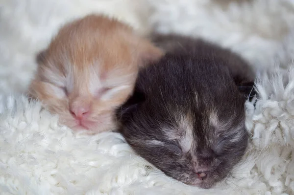 Gatinhos Recém Nascidos Dormem Cobertor Branco — Fotografia de Stock