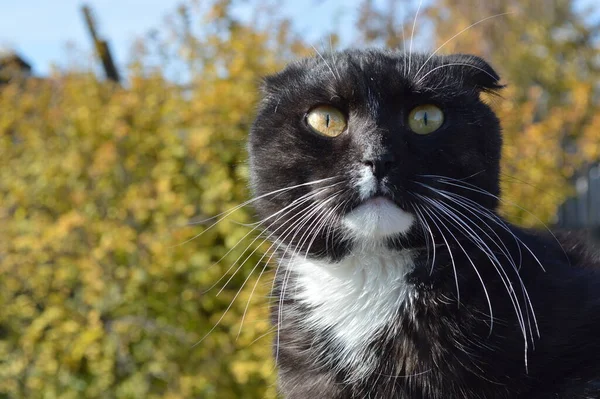 Retrato Gato Adulto Escocês Que Olha Com Olhos Alaranjados Centro — Fotografia de Stock