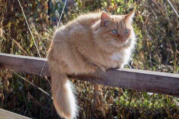 커다랗고 고양이의 자작나무와 색조의 과아름다운 드리우는 꼬리가 보드에 — 스톡 사진