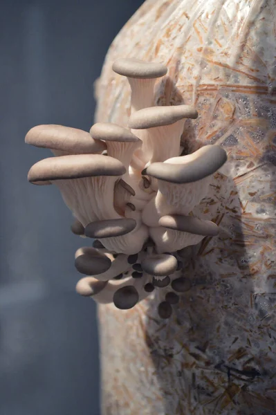 Mantar bloğundan çıkan istiridye mantarları.