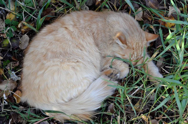 Sleeping Red Fluffy Cat Grass Green Autumn Yellow Foliage Fresh — 图库照片