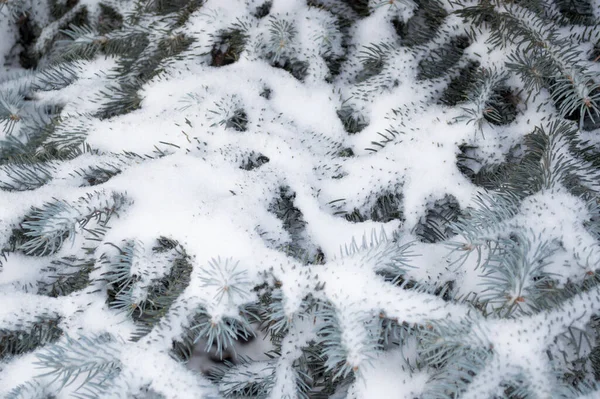 雪の中を進む青いトウヒの雪に覆われたライブの枝 — ストック写真