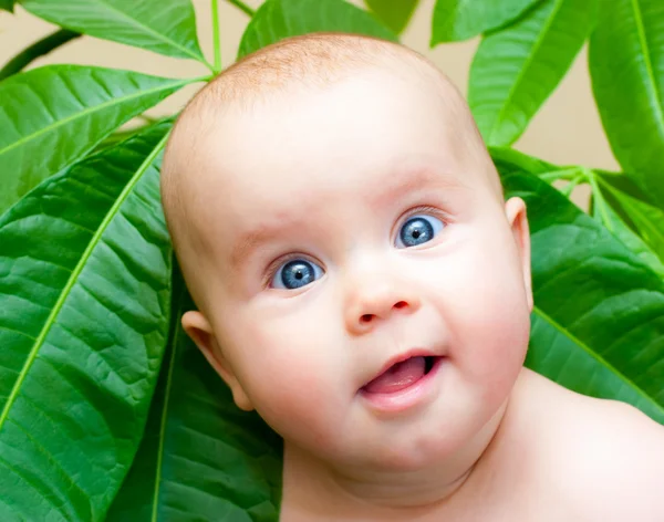 Infant in foliage — Stock Photo, Image