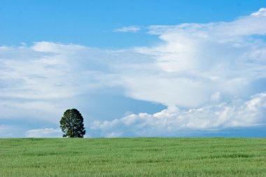 The lonely tree clipart