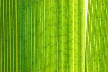 Yeşil yapraklı makro çekim