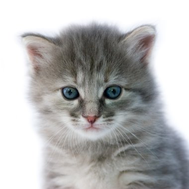 Yavru kedi