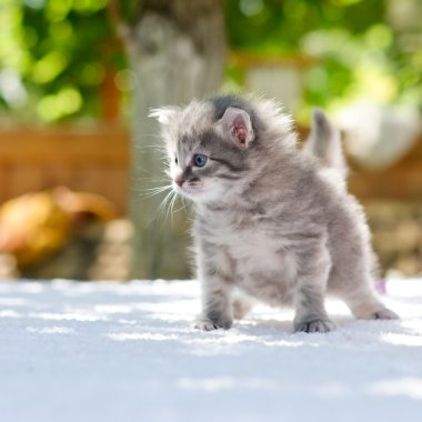 yürüyen kedi yavrusu