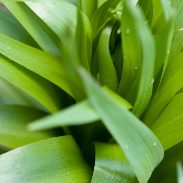 Bladverk abstraktion — Stockfoto