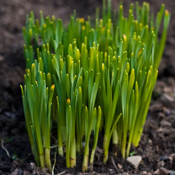 Snowdrop burgeons — Stockfoto