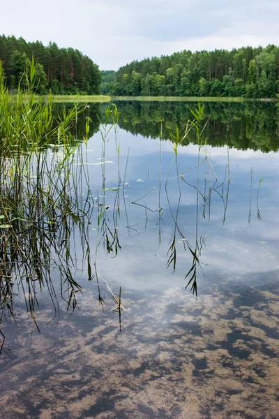 森の湖で朝 — ストック写真
