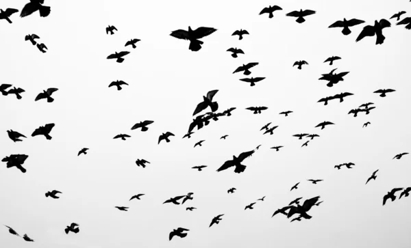 Birds silhouettes — Stock Photo, Image