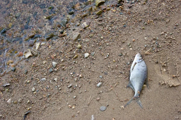 죽은 물고기 — 스톡 사진