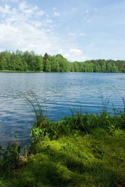 Verano en el lago del bosque —  Fotos de Stock