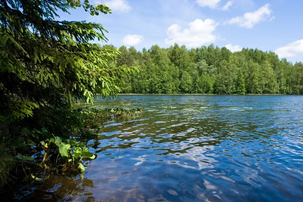 Léto v forest lake — Stock fotografie