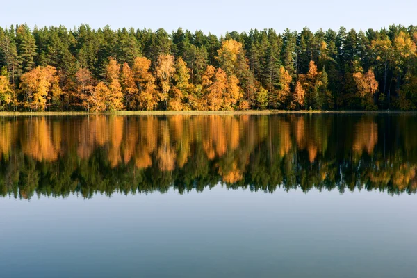 Autumn forest reflection — Stock Photo, Image