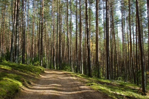 Forest road — Stockfoto