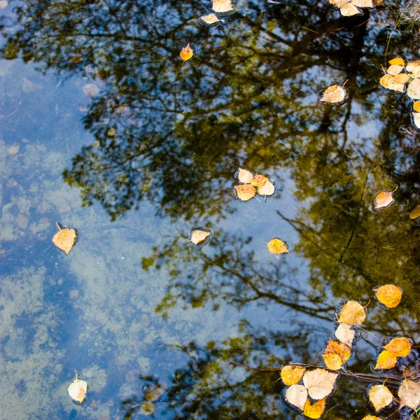 Hojas en el agua — Foto de Stock