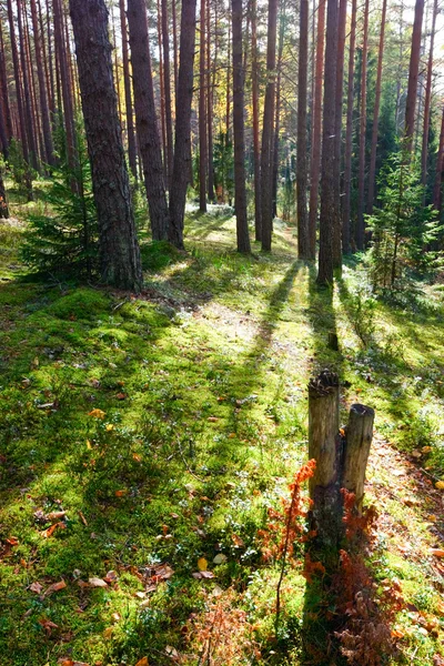Soliga skog — Stockfoto