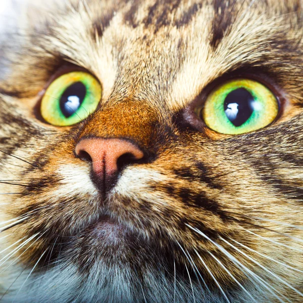 Sibirisk katt — Stockfoto