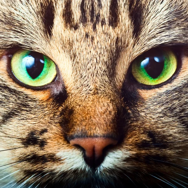 Tabby katt — Stockfoto