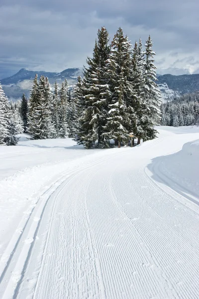 Cross-country ski track — Stock Photo, Image