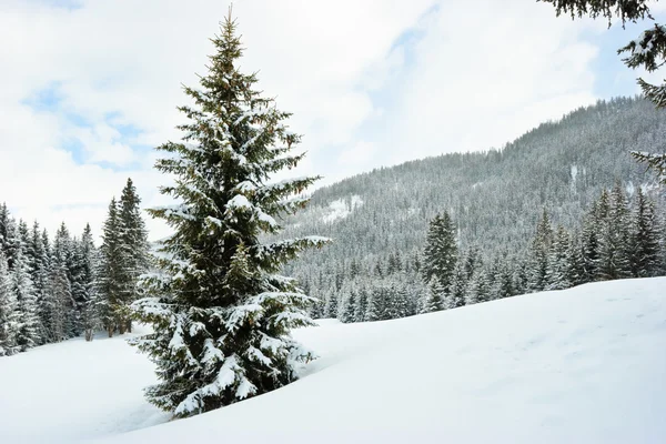 Abeto árvores na montanha de inverno — Fotografia de Stock