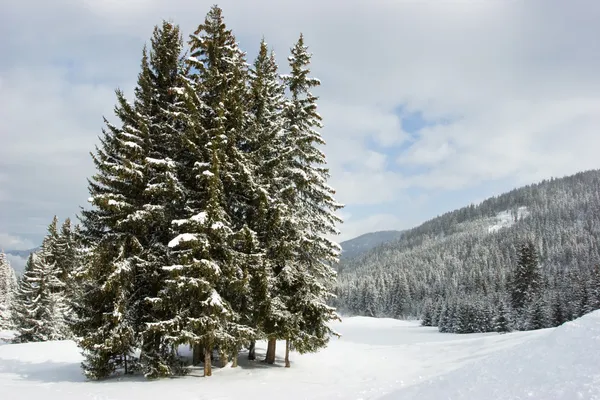 Alberi di abete sulla montagna invernale — Foto Stock