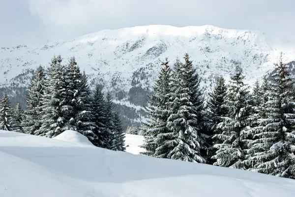 Dennenbomen op winter mountain — Stockfoto