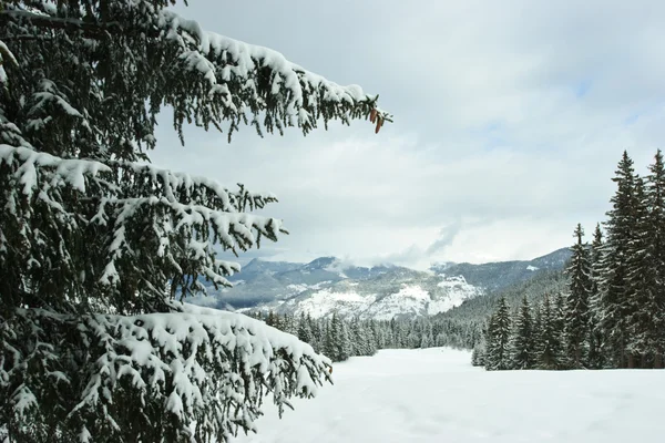 Los abetos en la montaña invernal — Foto de Stock