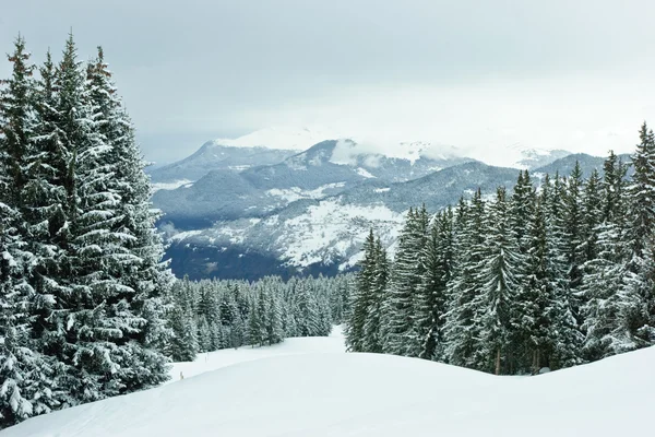 Dennenbomen op winter mountain — Stockfoto