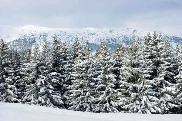 Bosque congelado — Foto de Stock