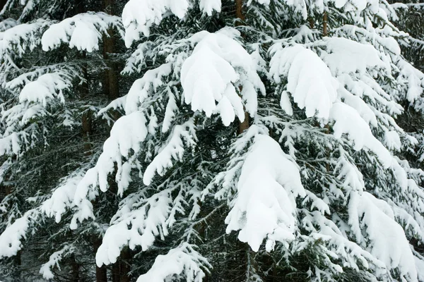 Foresta invernale — Foto Stock