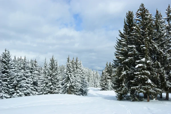 Foresta invernale — Foto Stock