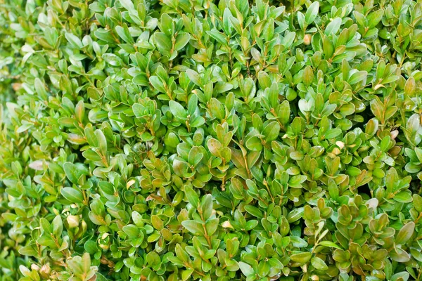 Boxwood background — Stockfoto