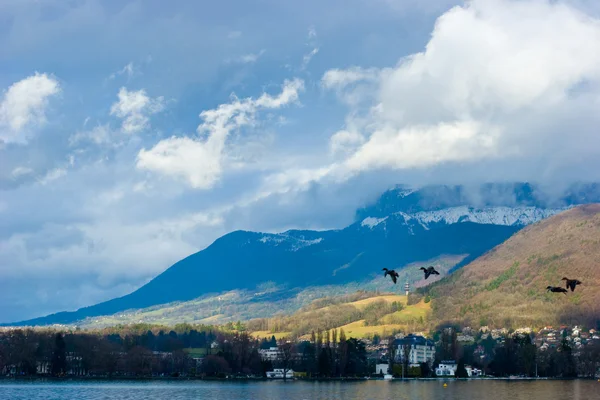 Ducks flying over lake — Stock Photo, Image