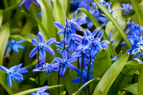 Flor de Scilla — Fotografia de Stock