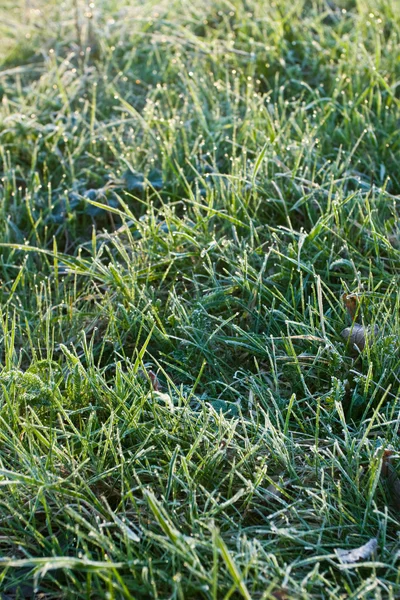 Frozen Grass — Stock Photo, Image