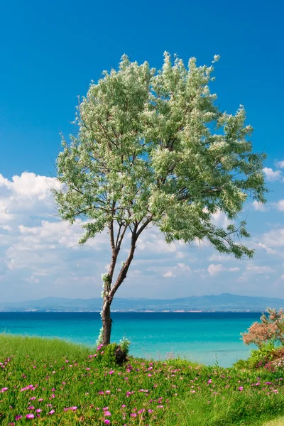 橄榄树 — 图库照片