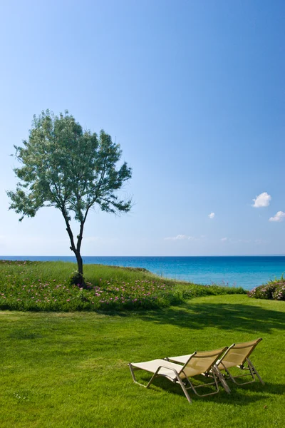 Olive tree and lounge chairs — Stock Photo, Image