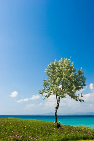 ギリシャの海辺でオリーブの木 — ストック写真