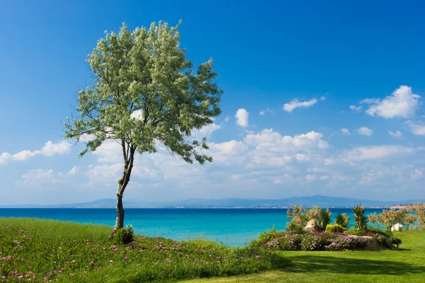 ギリシャの海辺でオリーブの木 — ストック写真