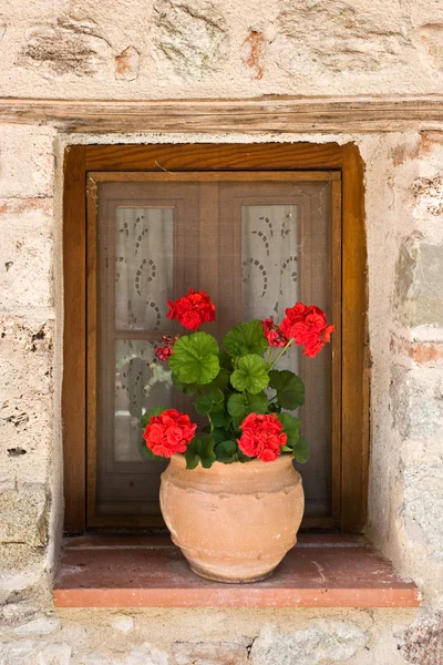 Blumentopf im Fenster — Stockfoto